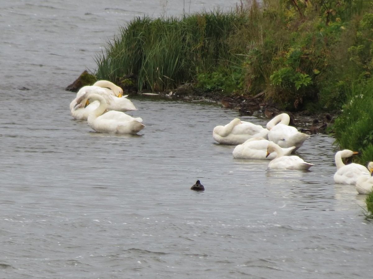 Whooper Swan - ML85704141