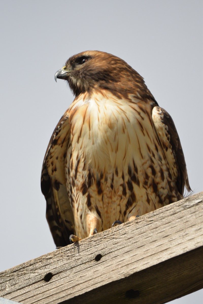 hawk sp. - ML85705971