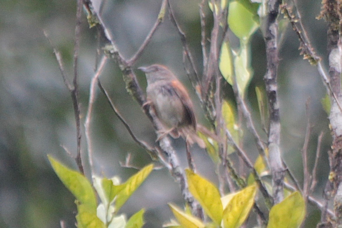 Pale-breasted Spinetail - ML85706821
