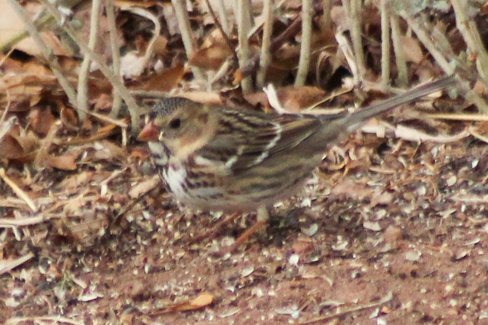 Harris's Sparrow - ML85707421