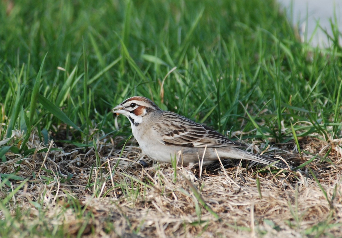 Lark Sparrow - ML85707901