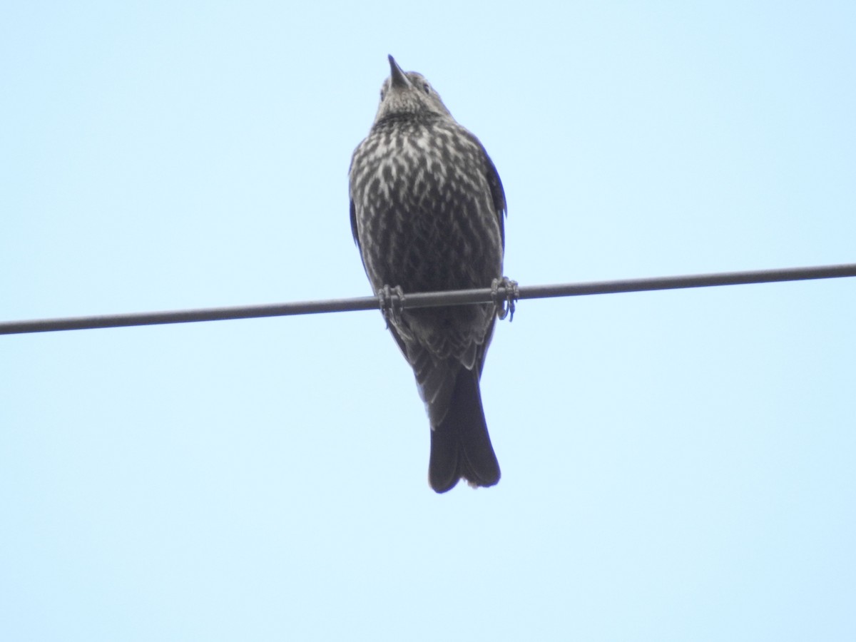 Red-winged Blackbird - ML85709741