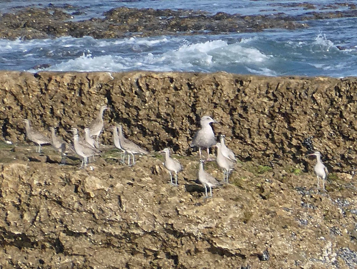 Whimbrel - Sharon Hull