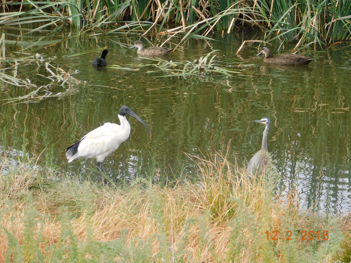 Australian Ibis - ML85710861