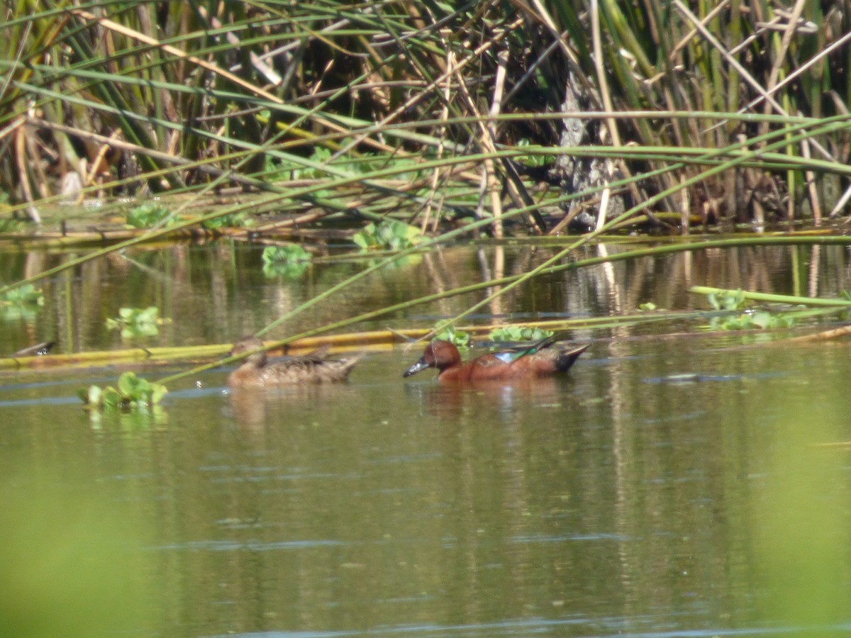 Cinnamon Teal - Gaspar Borra