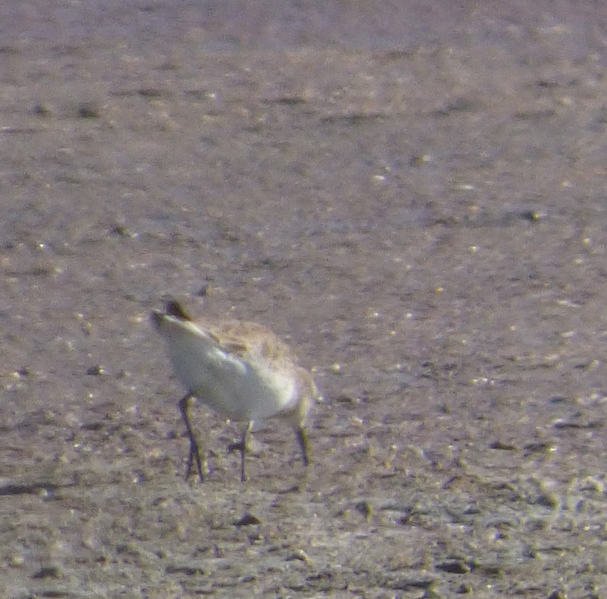 Baird's Sandpiper - Gaspar Borra