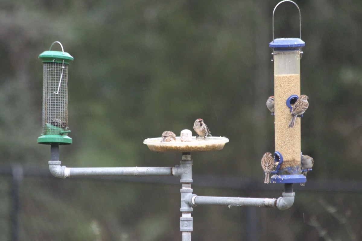 Common Redpoll - ML85715291