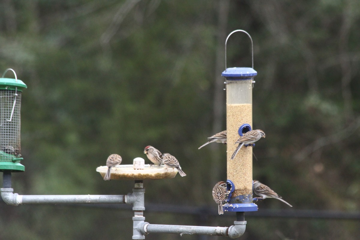Redpoll (Common) - ML85715301