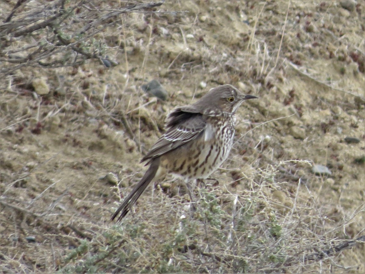 Sage Thrasher - ML85716321