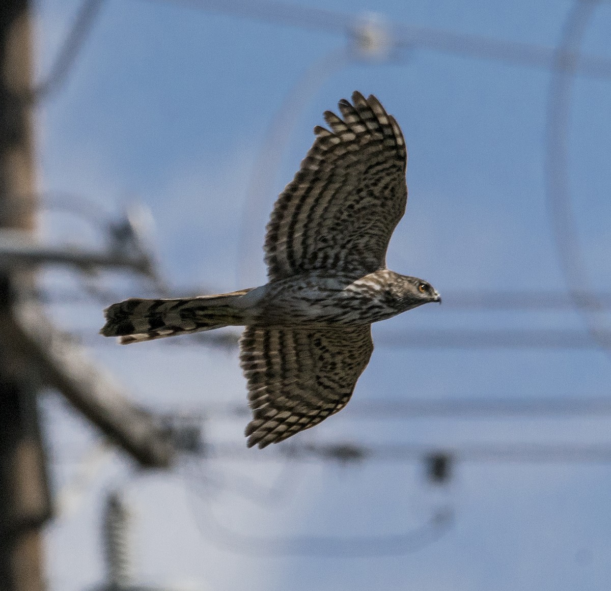 Cooper's Hawk - ML85716471