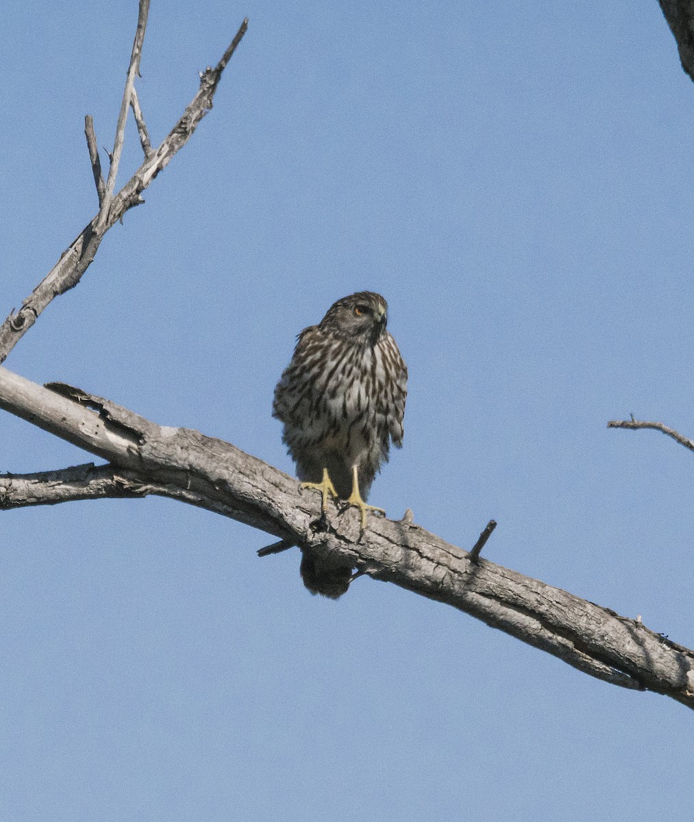 Cooper's Hawk - ML85716481