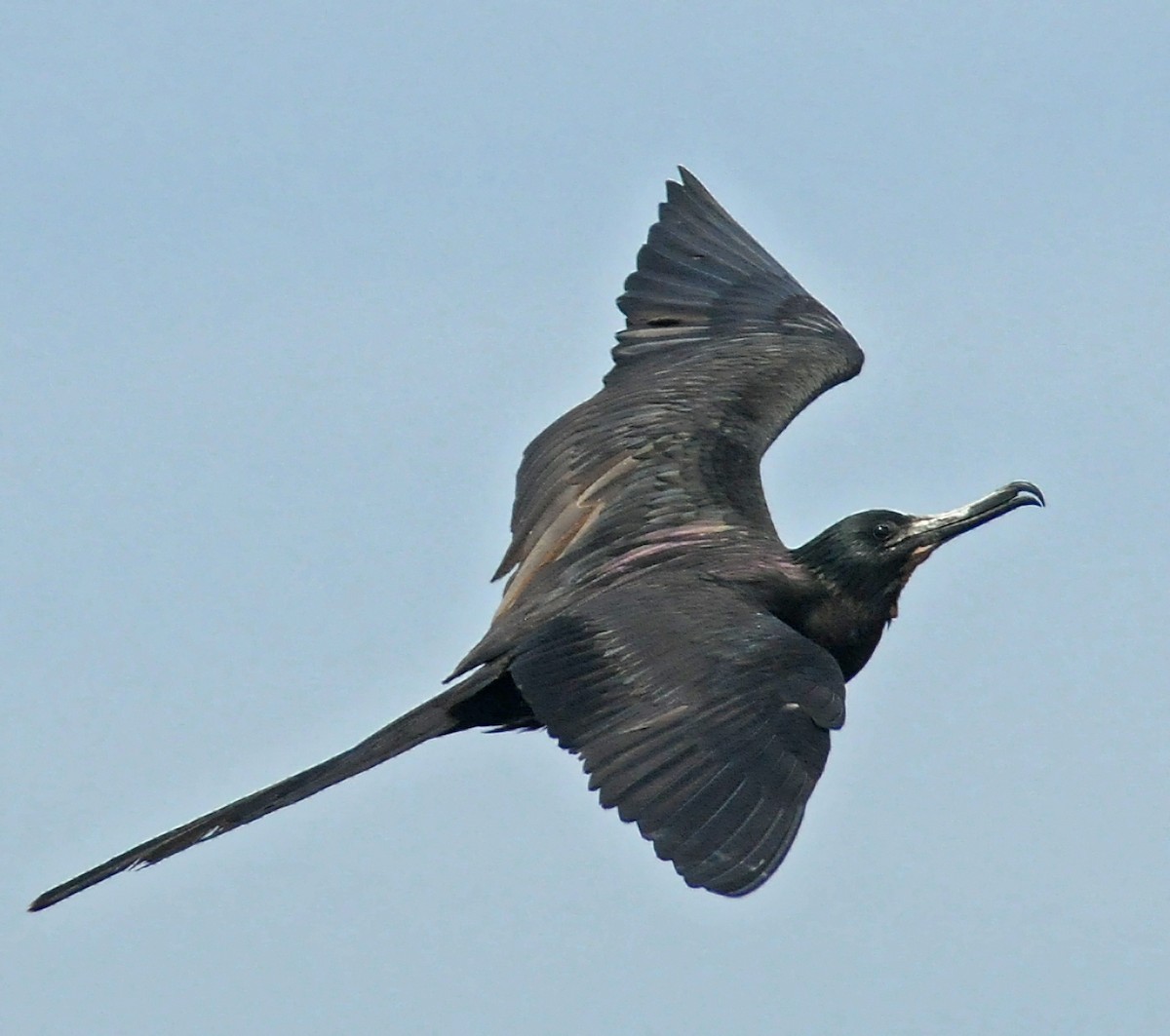 Magnificent Frigatebird - Steven Mlodinow