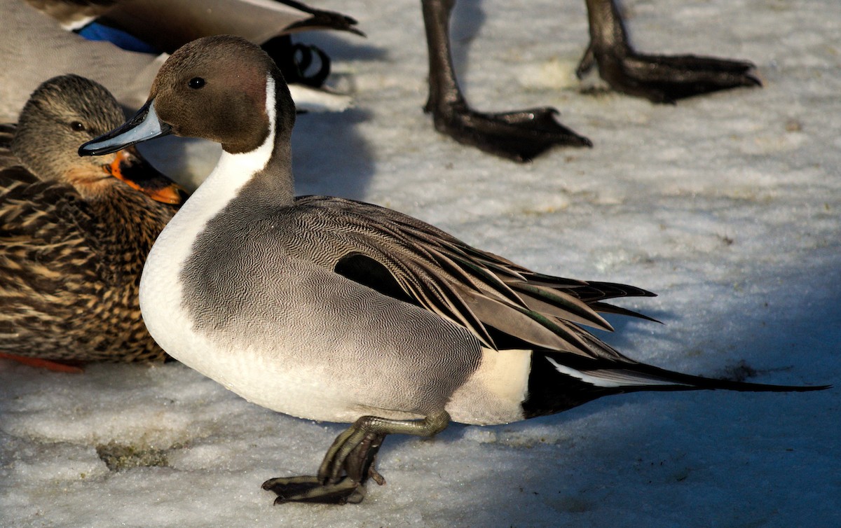 Northern Pintail - ML85718281