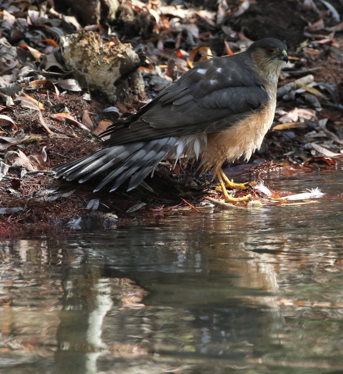 Cooper's Hawk - ML85719881