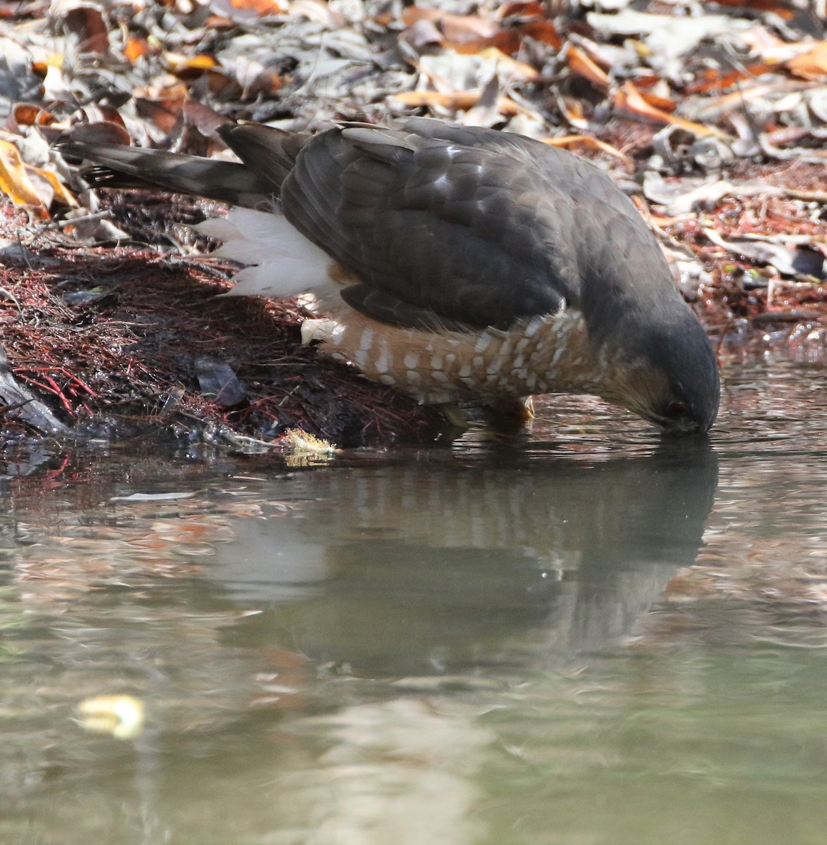 Cooper's Hawk - ML85719891