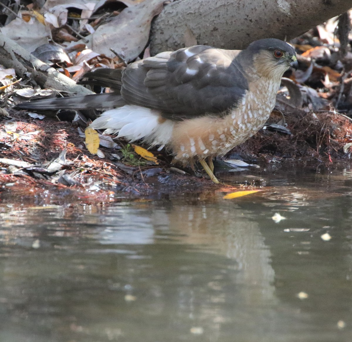 Cooper's Hawk - ML85719901