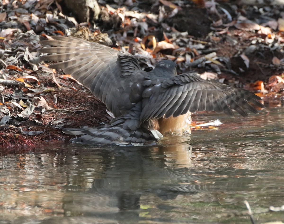 Cooper's Hawk - ML85719911