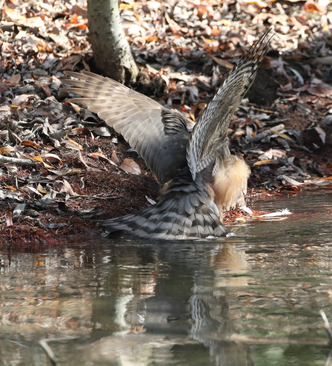 Cooper's Hawk - ML85719931