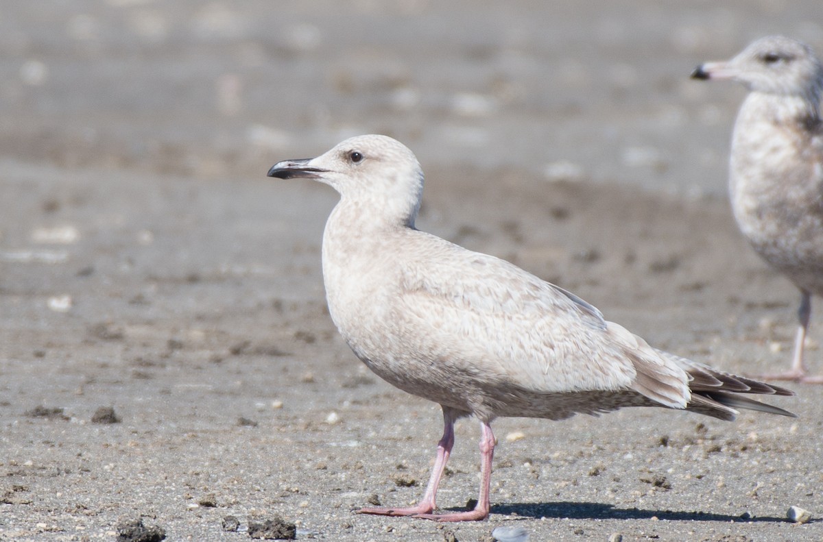 Iceland Gull (Thayer's) - ML85720461