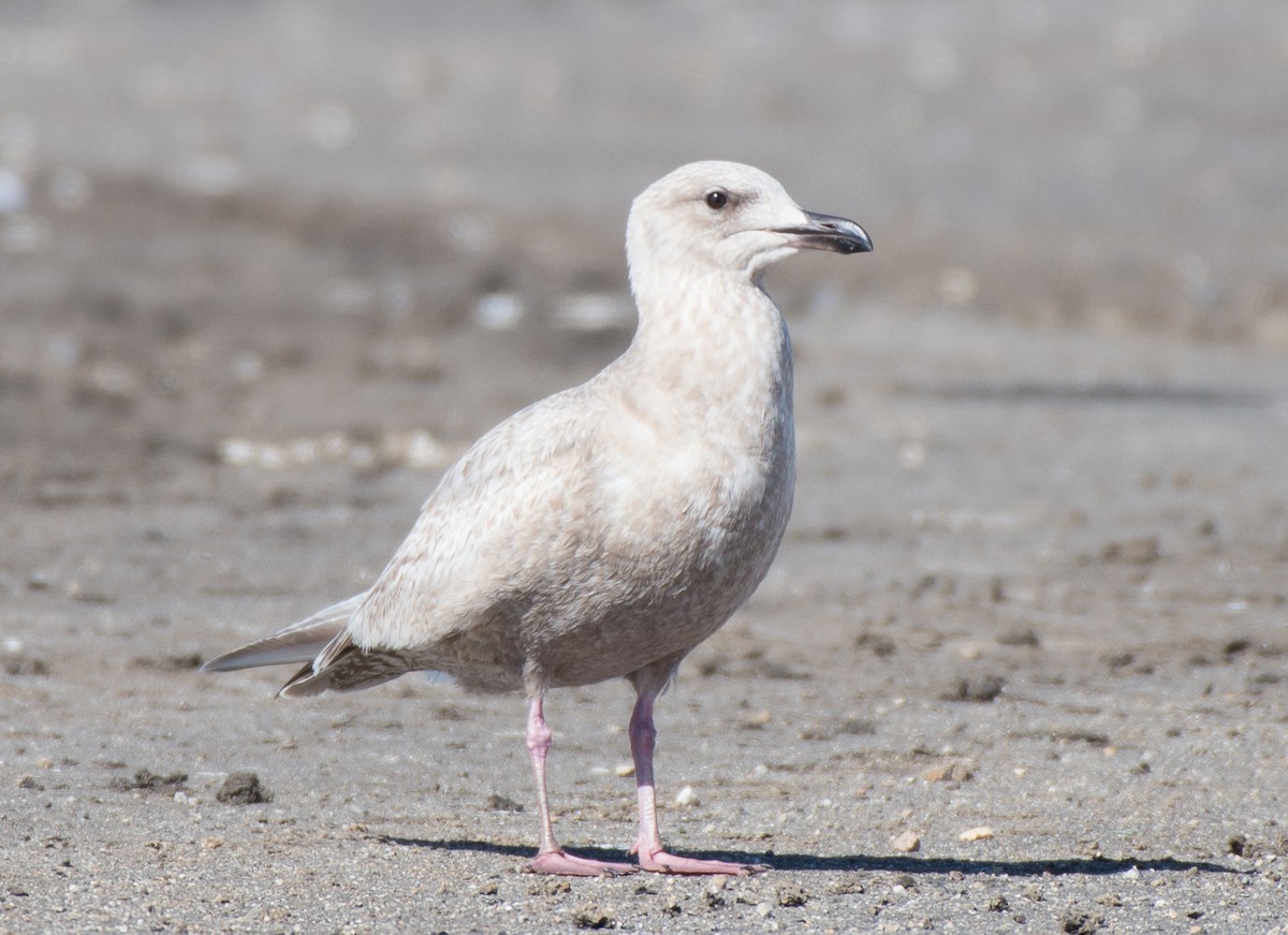 Gaviota Groenlandesa (thayeri) - ML85720471