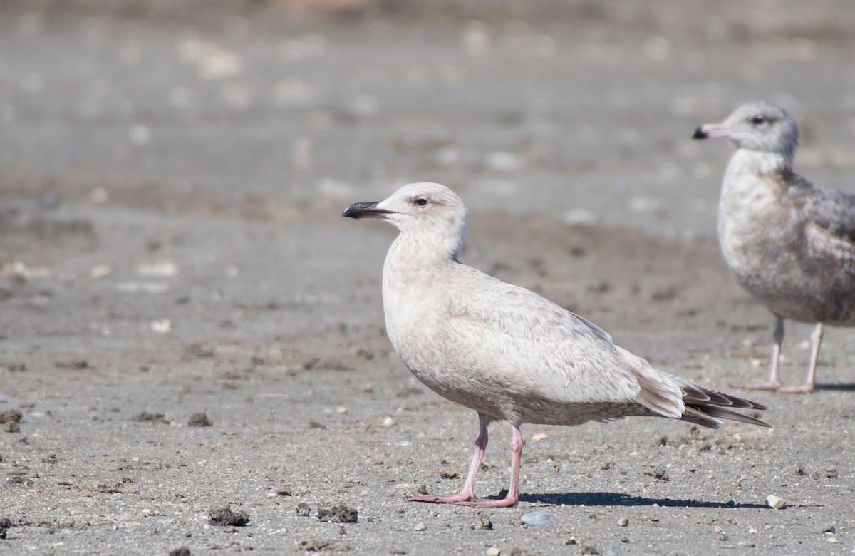 Gaviota Groenlandesa (thayeri) - ML85720491