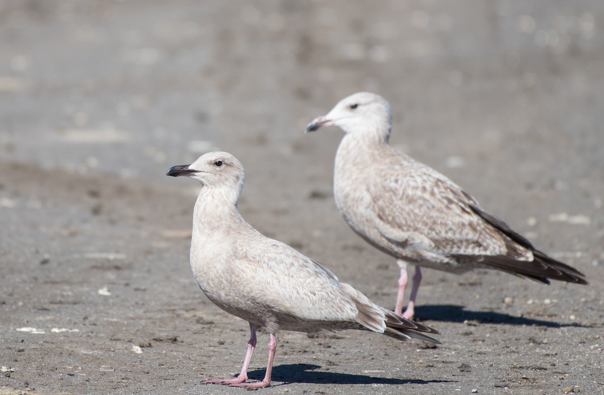 Gaviota Groenlandesa (thayeri) - ML85720541