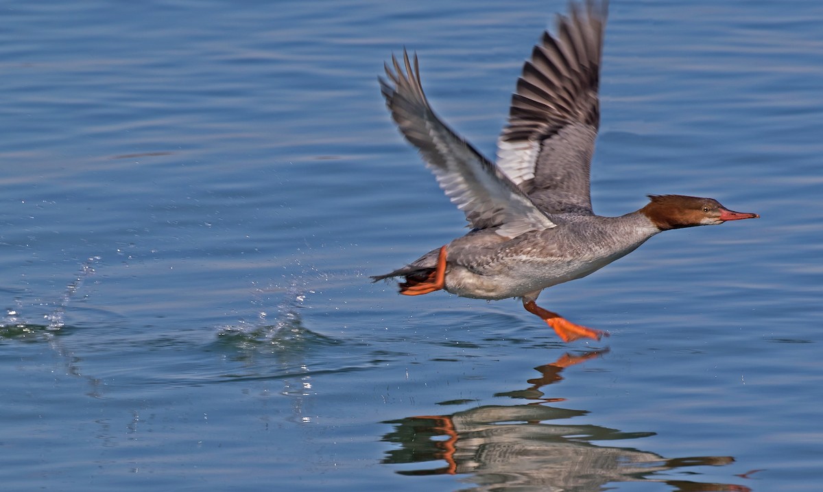 Common Merganser - ML85721911