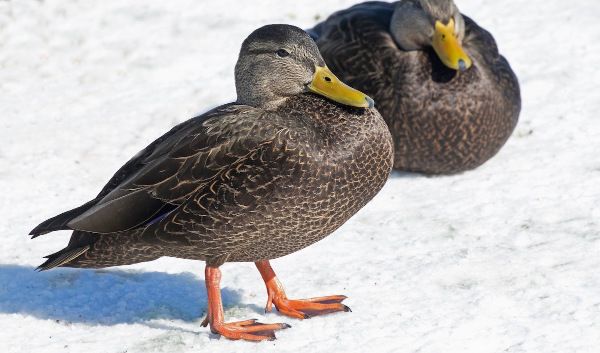 American Black Duck - ML85723401