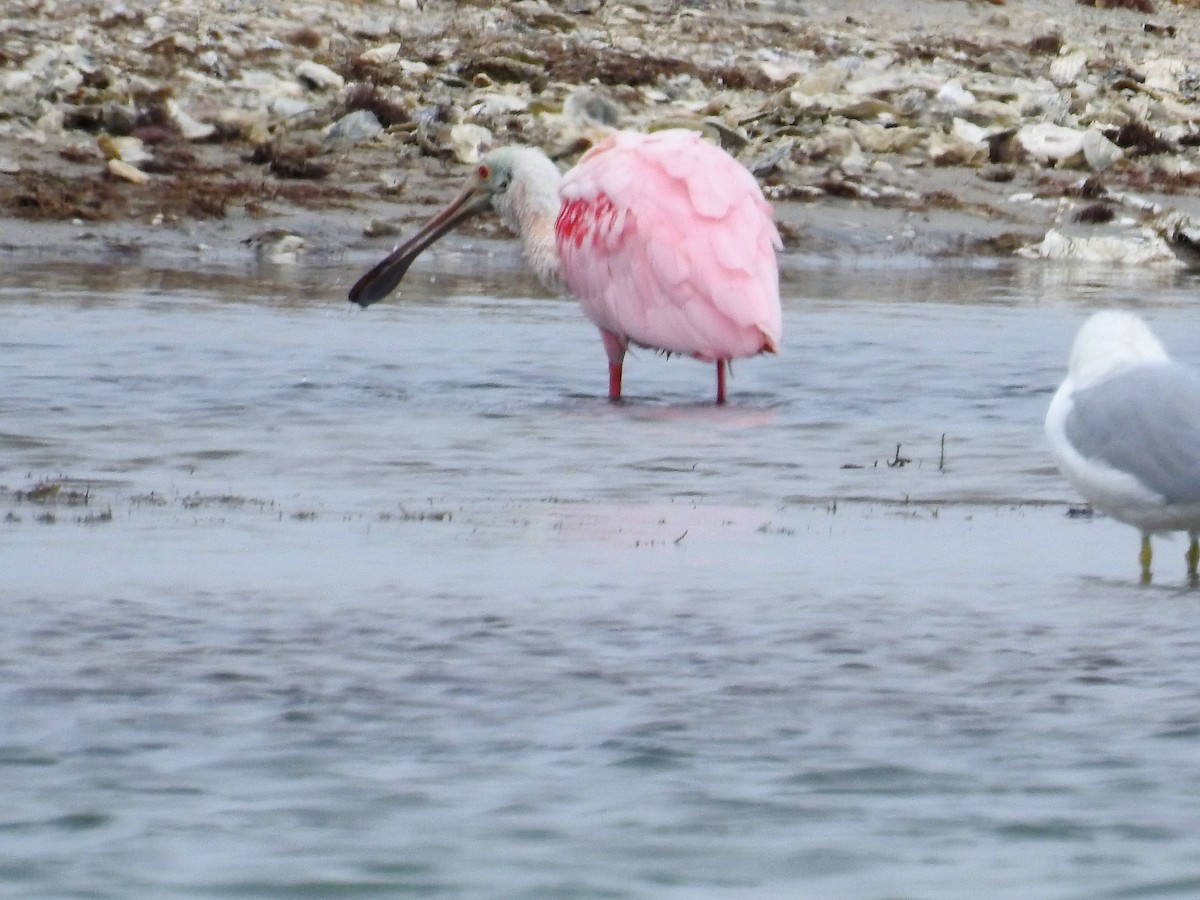 Roseate Spoonbill - ML85724241