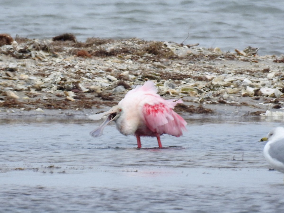 Roseate Spoonbill - ML85724251