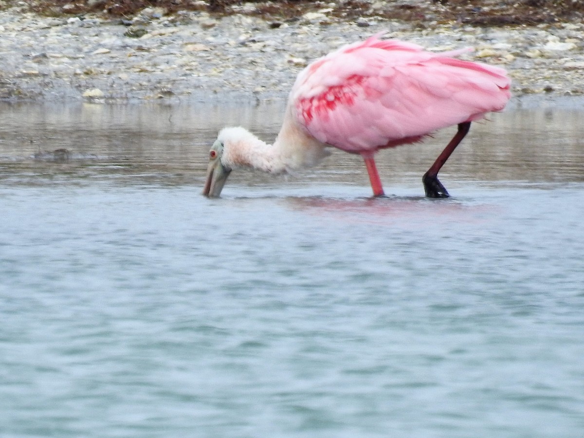 Roseate Spoonbill - ML85724271