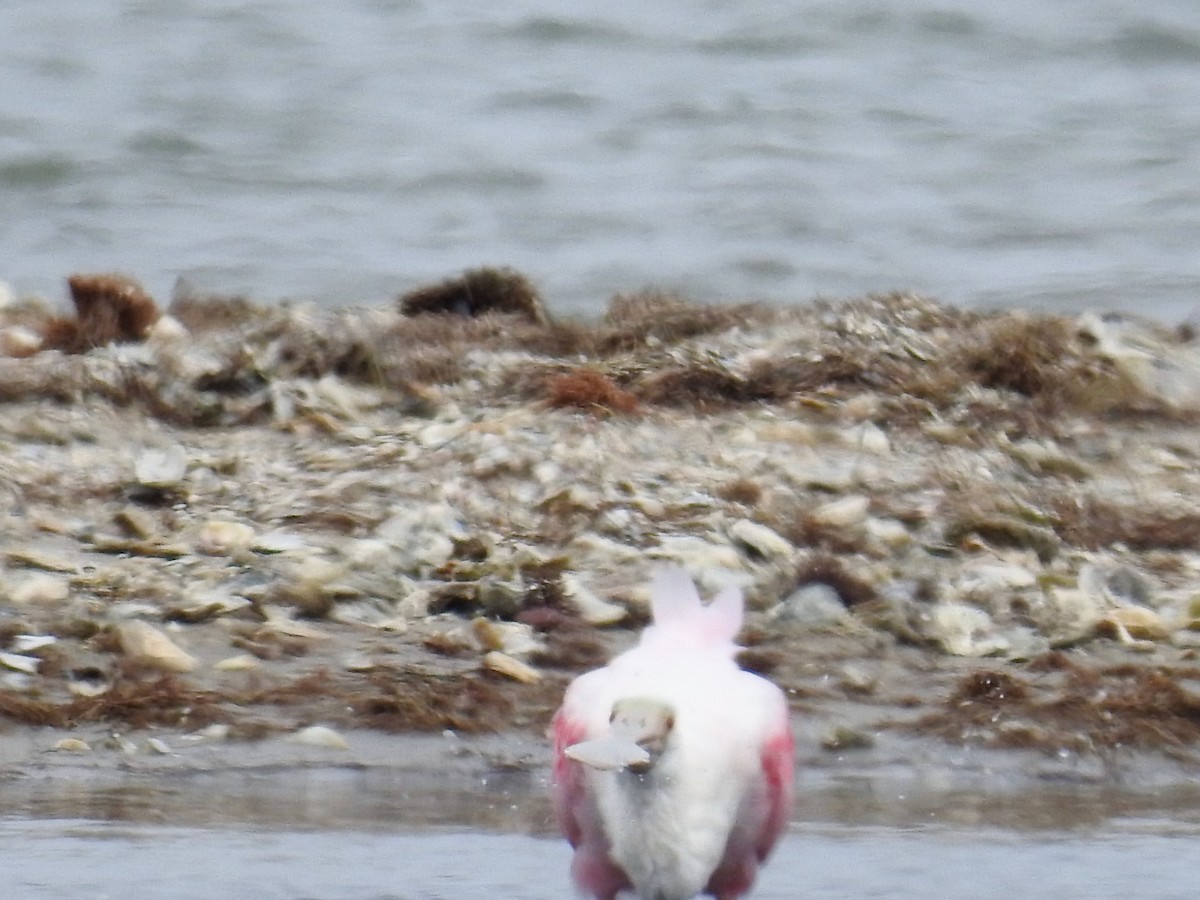 Roseate Spoonbill - ML85724361