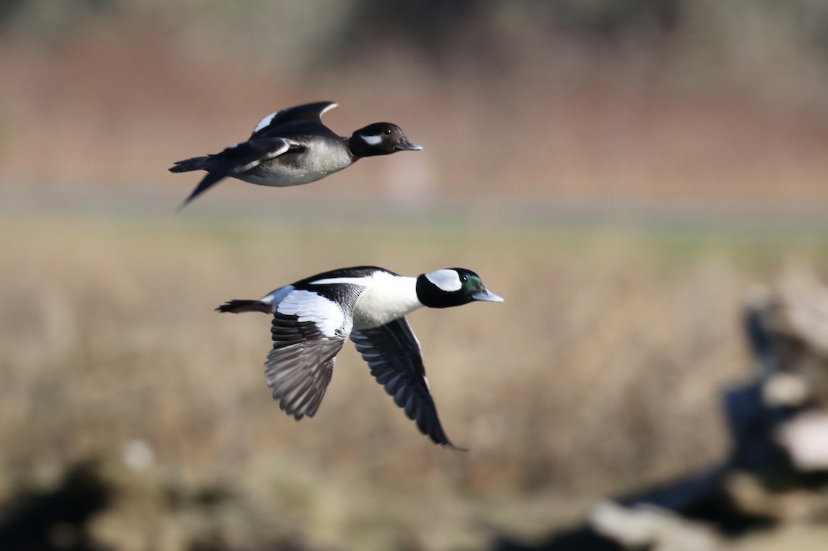 Bufflehead - ML85724671