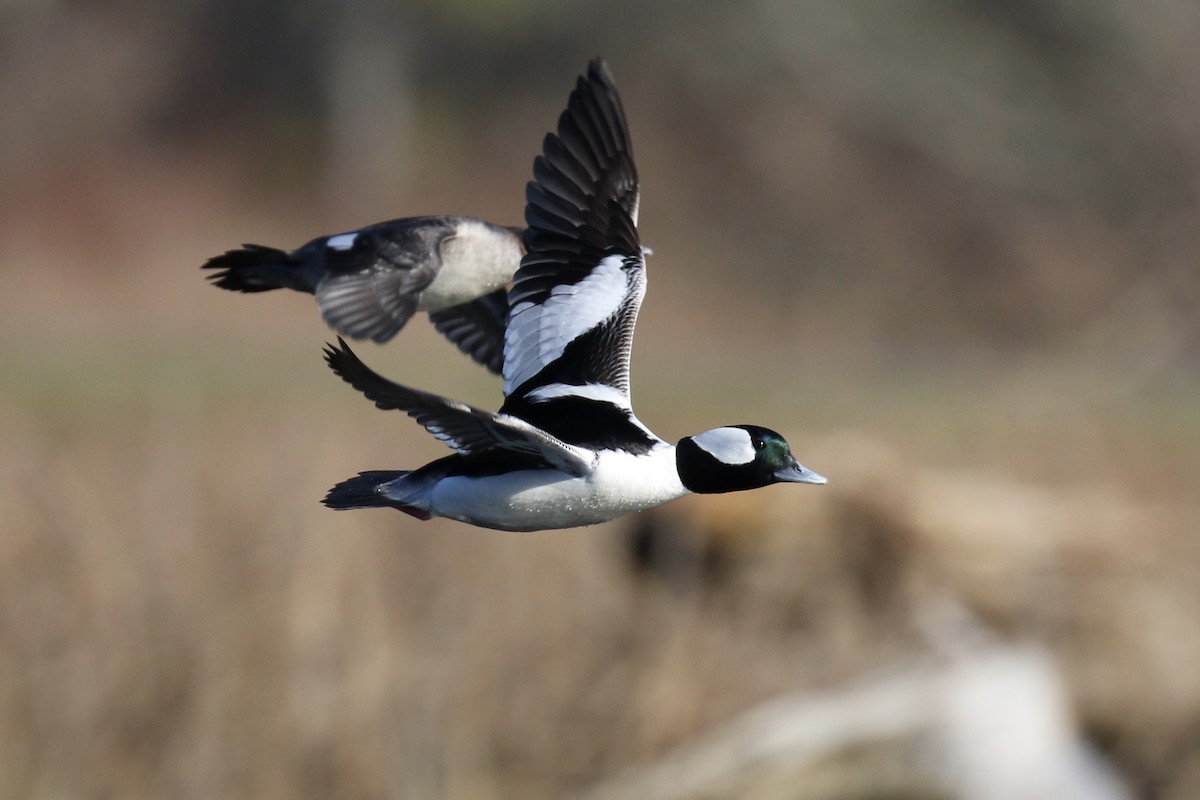 Bufflehead - ML85724681