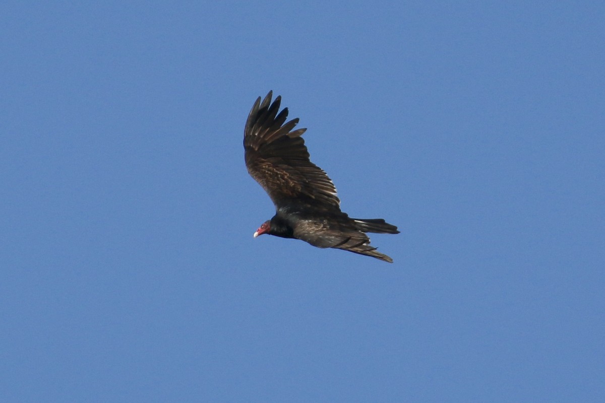 Urubu à tête rouge - ML85724781