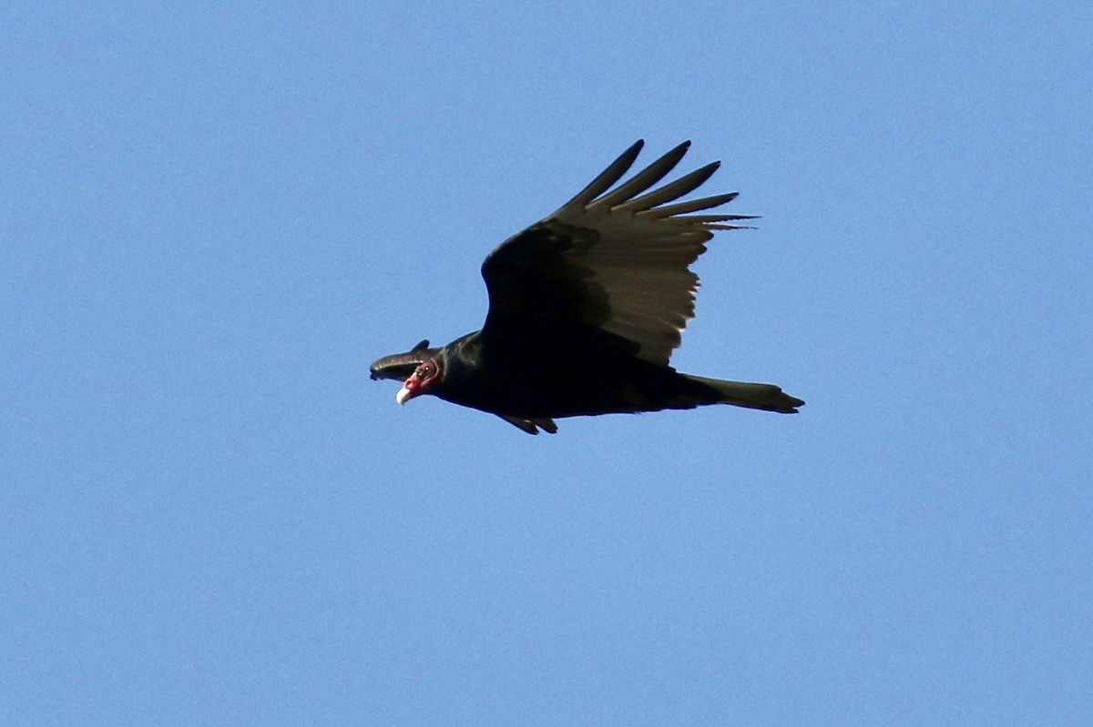 Urubu à tête rouge - ML85724791