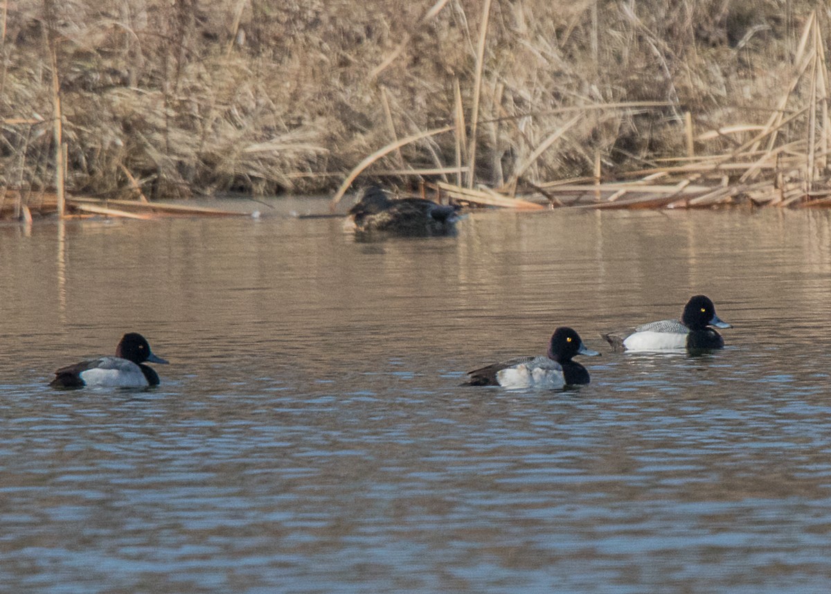 Greater/Lesser Scaup - ML85725101