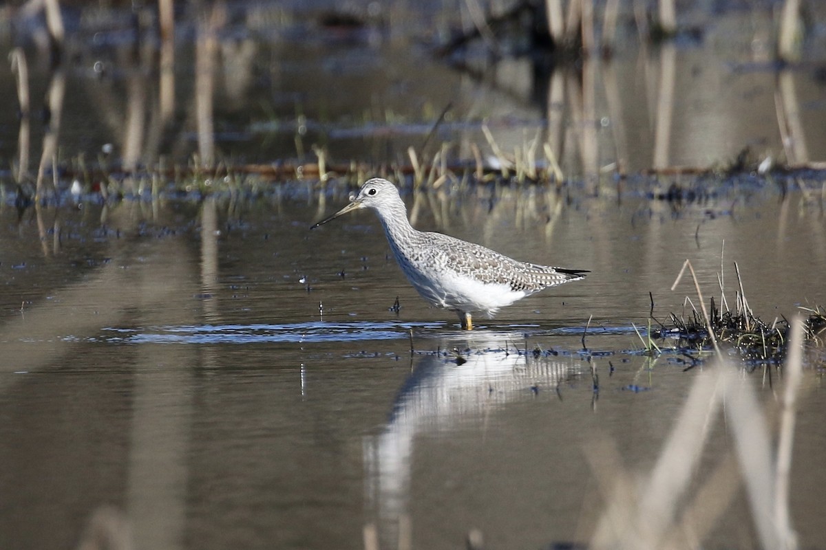 Greater Yellowlegs - ML85725191