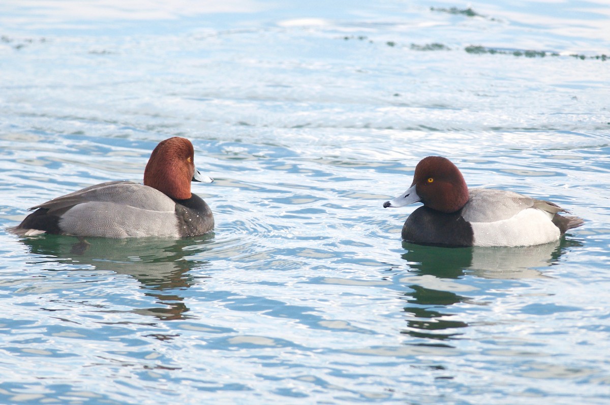 Redhead x Greater Scaup (hybrid) - Amanda Guercio
