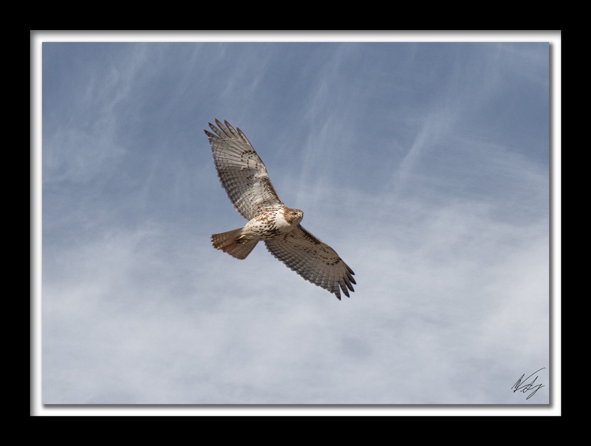 Red-tailed Hawk - ML85725401