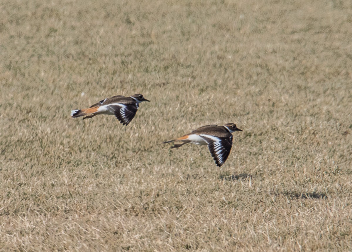 Killdeer - ML85725861