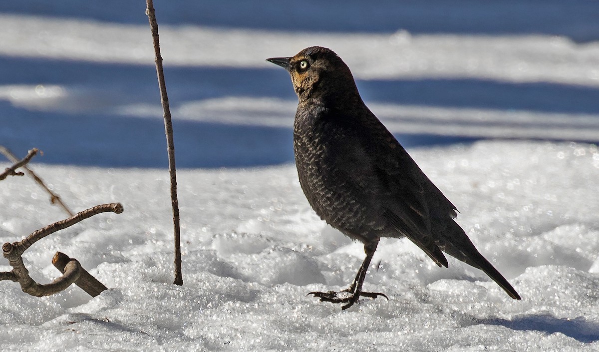 Rusty Blackbird - ML85726491