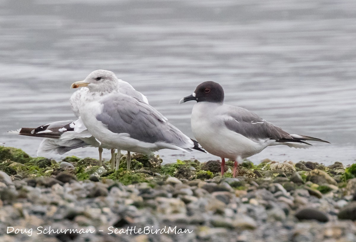 Gaviota Tijereta - ML85726621