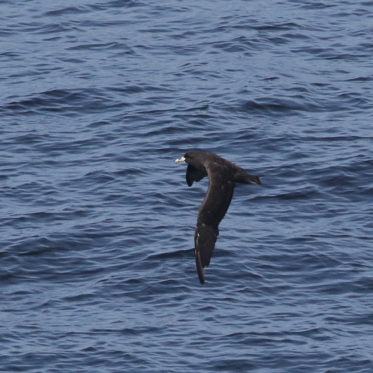 White-chinned Petrel - ML85727671