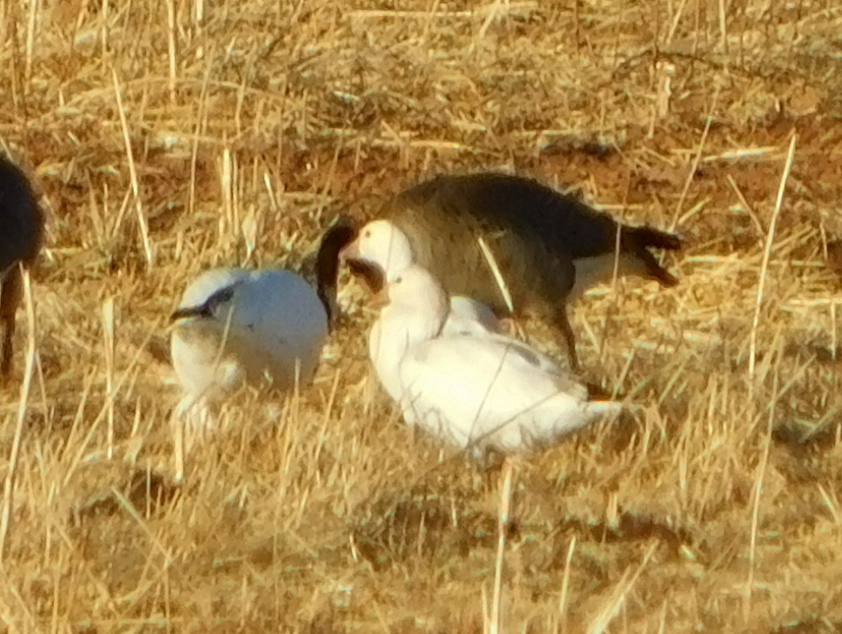 Ross's Goose - ML85728591