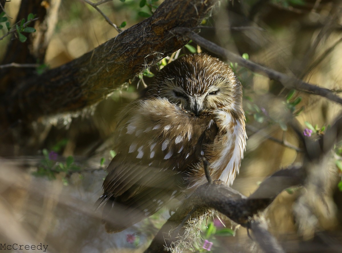 Northern Saw-whet Owl - Chris McCreedy - no playbacks