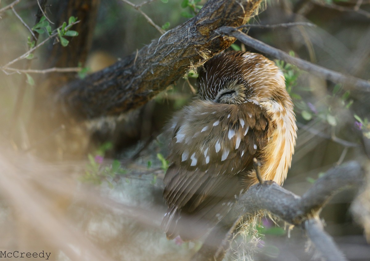 Northern Saw-whet Owl - ML85731481