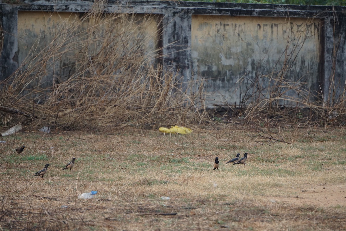 Ягаан тодол - ML85731691