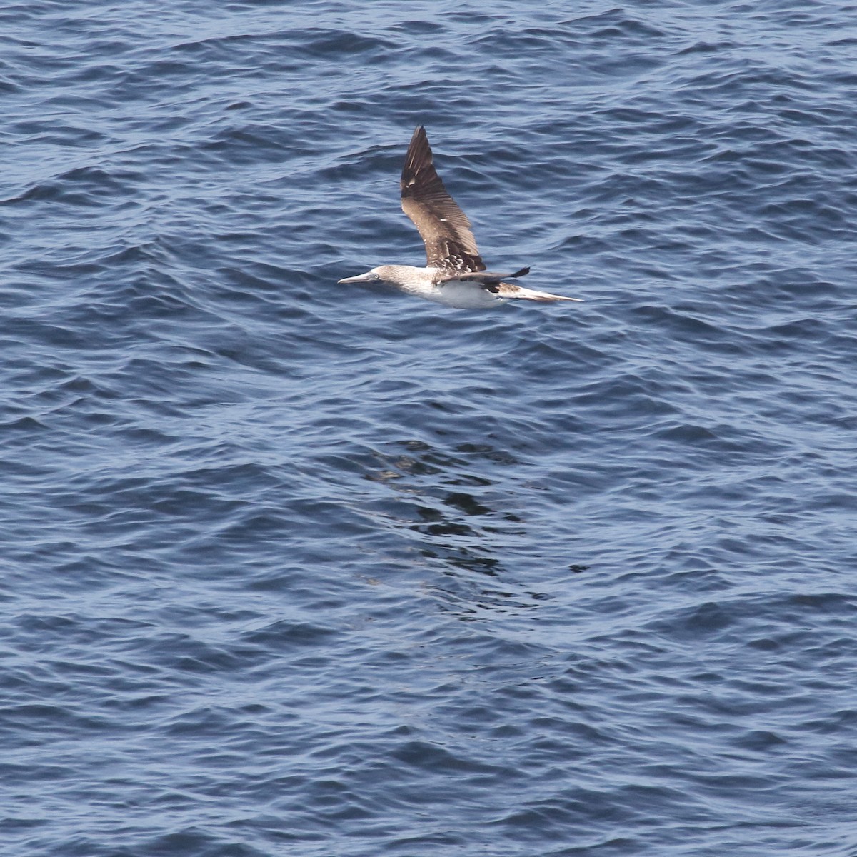 Blue-footed Booby - ML85732101