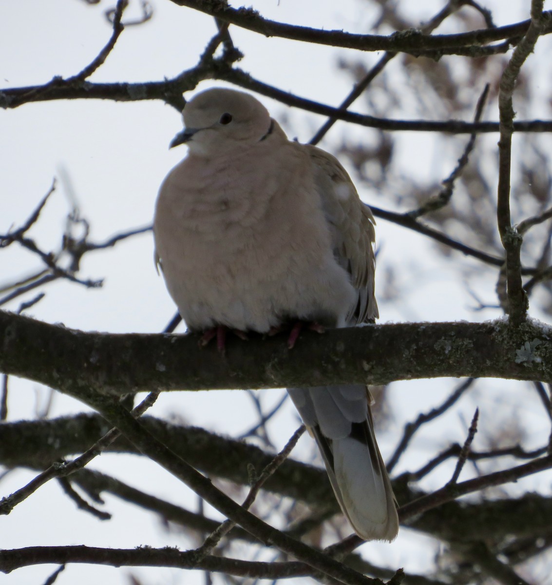 Eurasian Collared-Dove - ML85733411